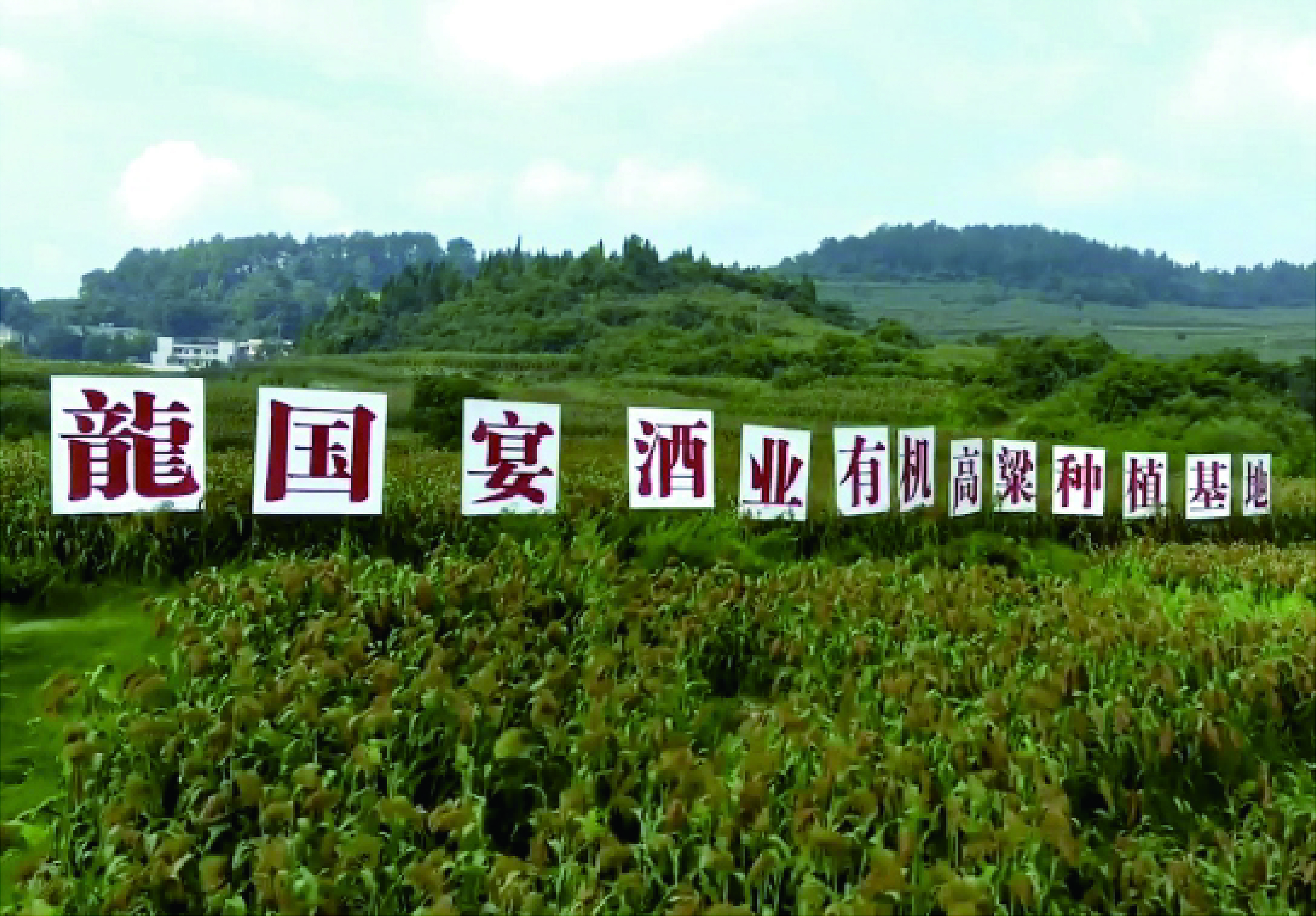 Longguoyan sorghum planting base